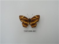 藏品(花豹盛蛺蝶)的圖片